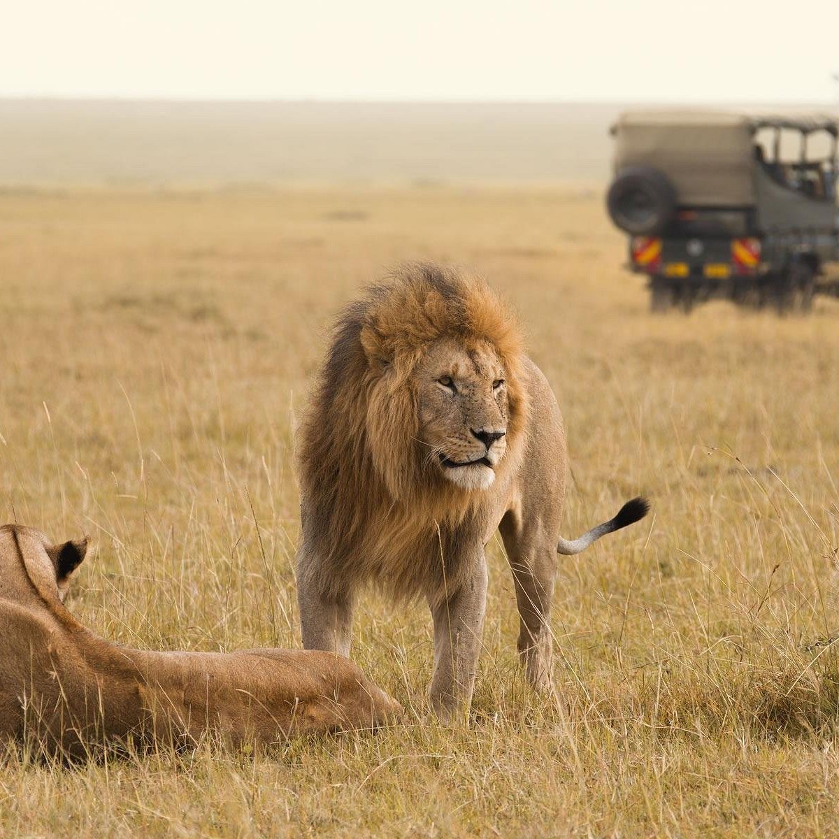 10 Nights Adventure: Kenya Safari & Zanzibar Beach Escape! Starting from just £2,699/pp